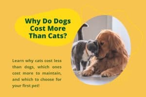 Dog and Cat grooming each other (which costs more)_