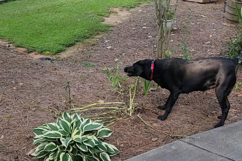 Dog barking at neighbors