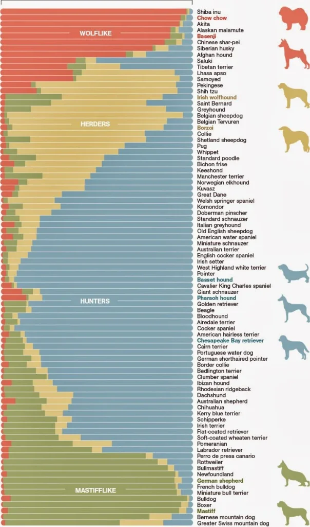 Graph showing that which dog breeds have DNA similar to wolves