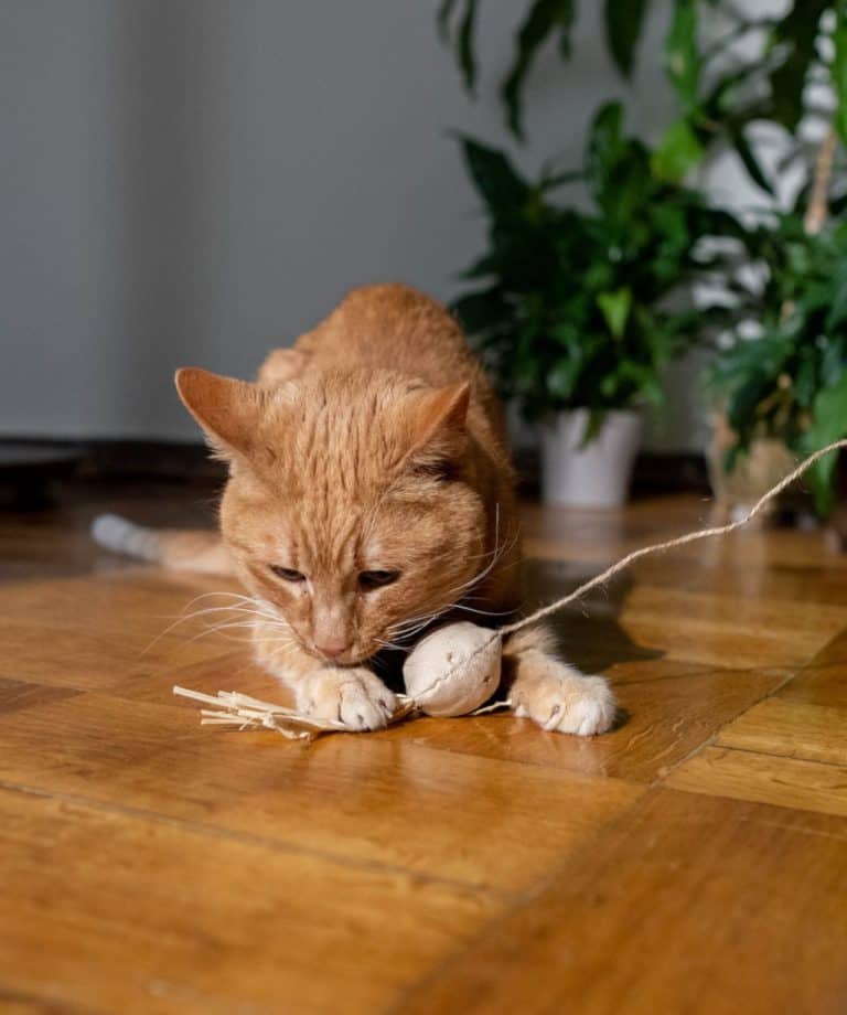 Why Is My Cat Mean to Everyone but Me? (How to Fix)