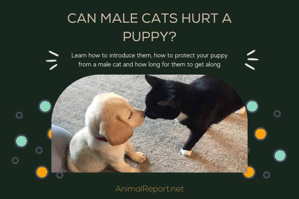 Puppy and adult black male cat bonding_