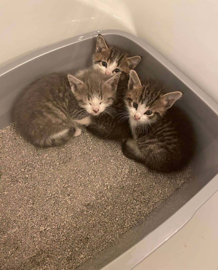 Three kittens in gray litter box next to each other