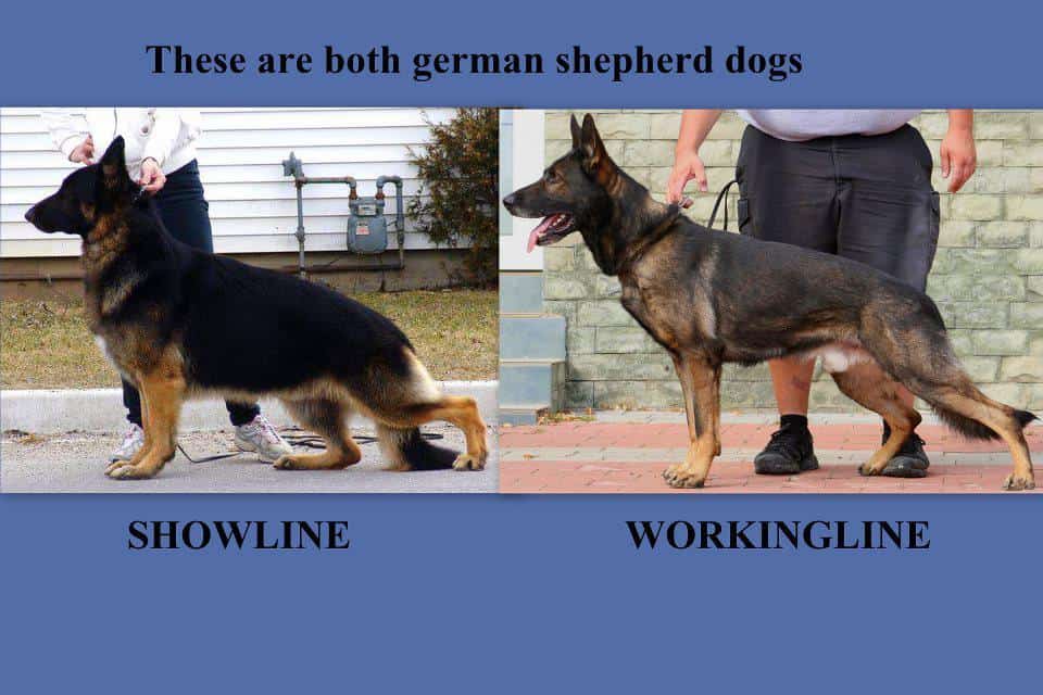Working vs show line dog_German Shepherd
