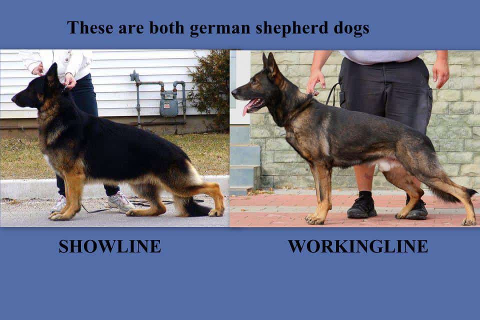 From Farm Fields to Police Work: the Breed’s Legacy (german Shepherd)