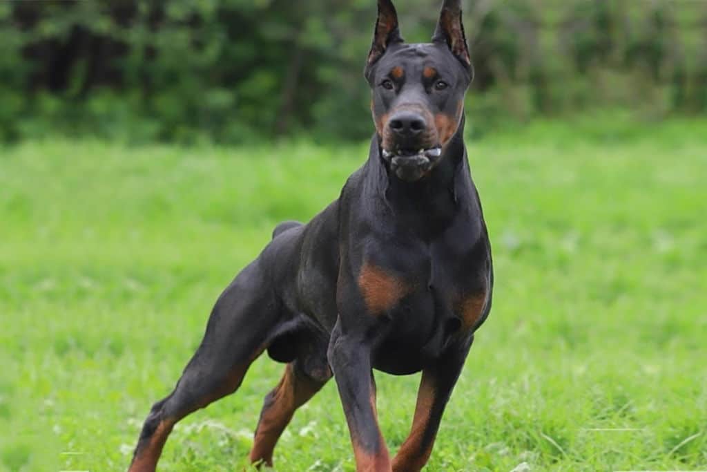 athletic powerful doberman on the grass