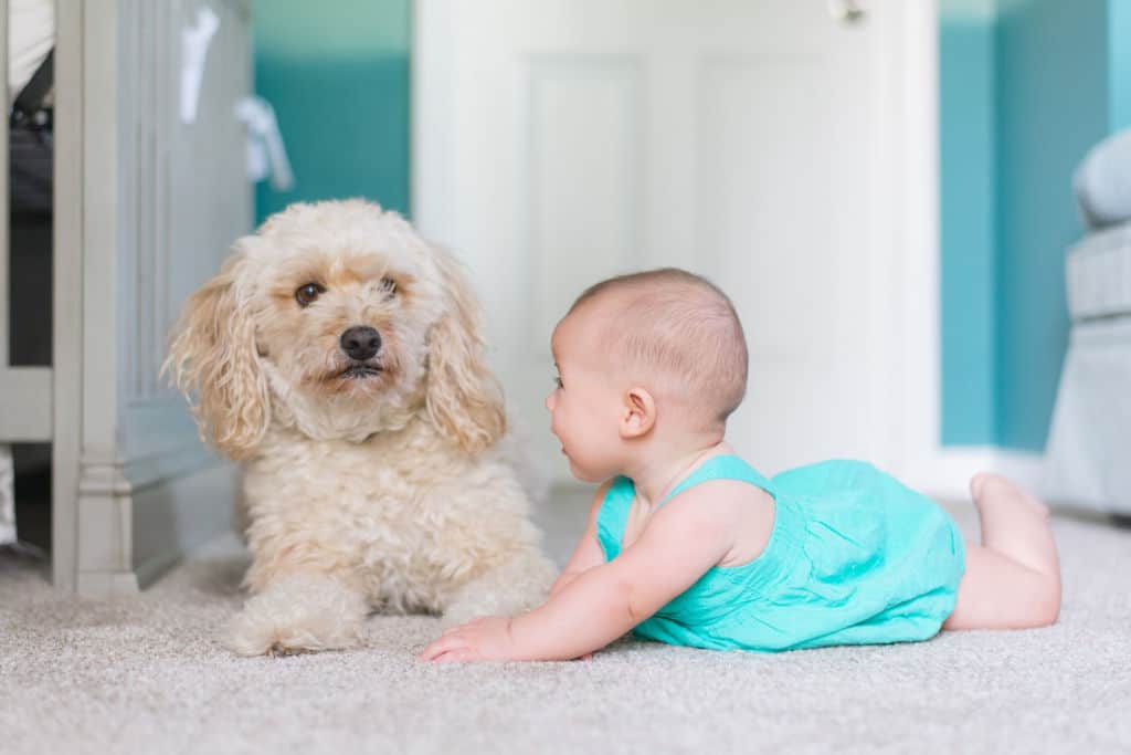 baby crawling near a long-coated dog