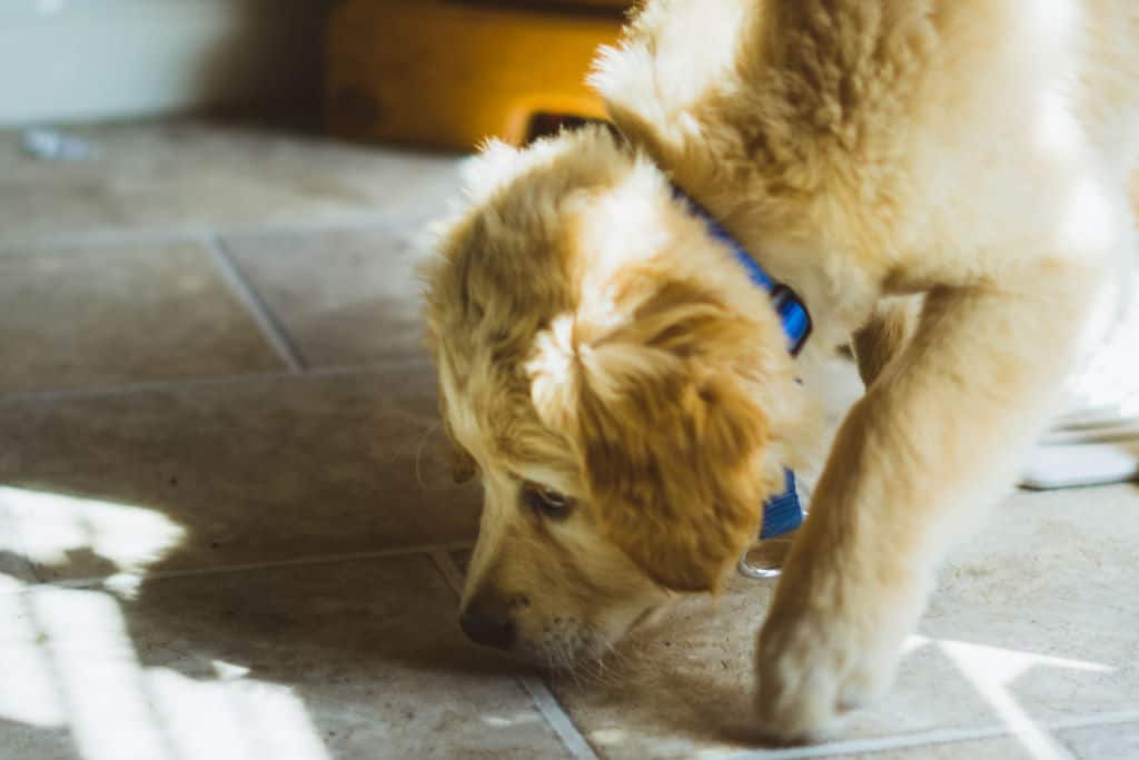 beige dog sniffing the floor