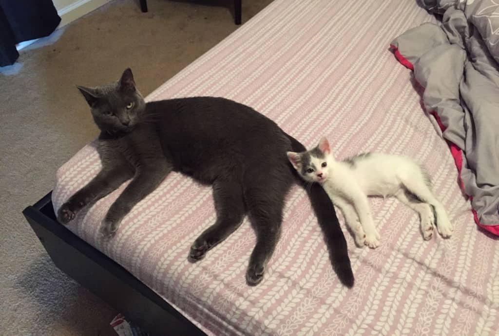 black adult cat and white kitten lying on bed