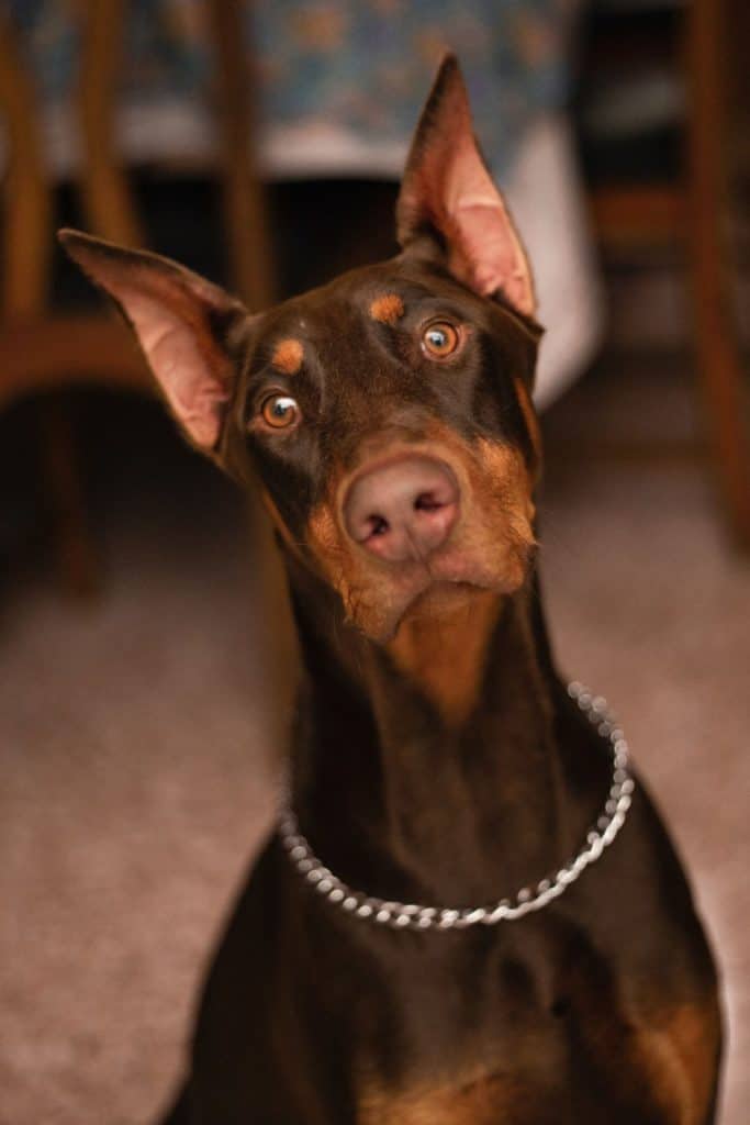 black and tan doberman