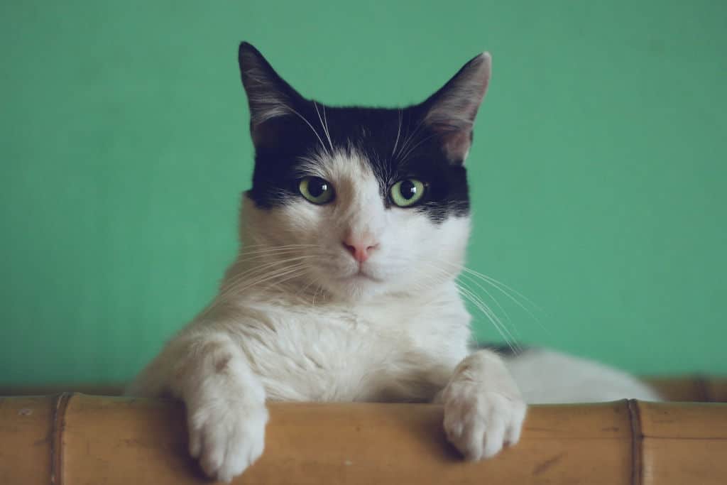 black and white cat on brown furniture