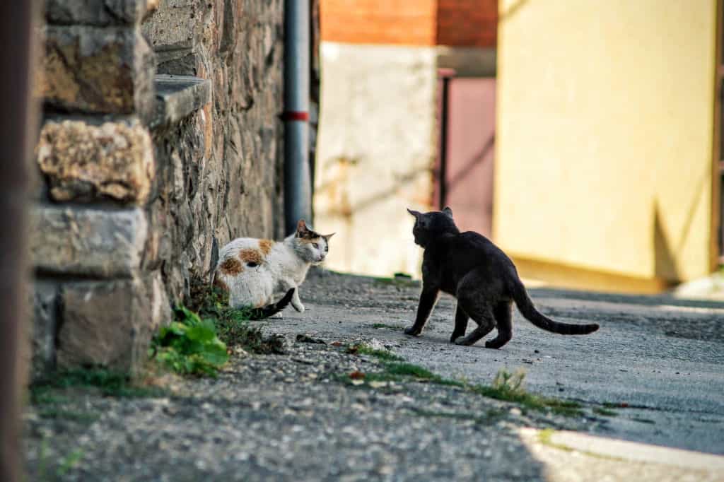 black and white cat outside interacting