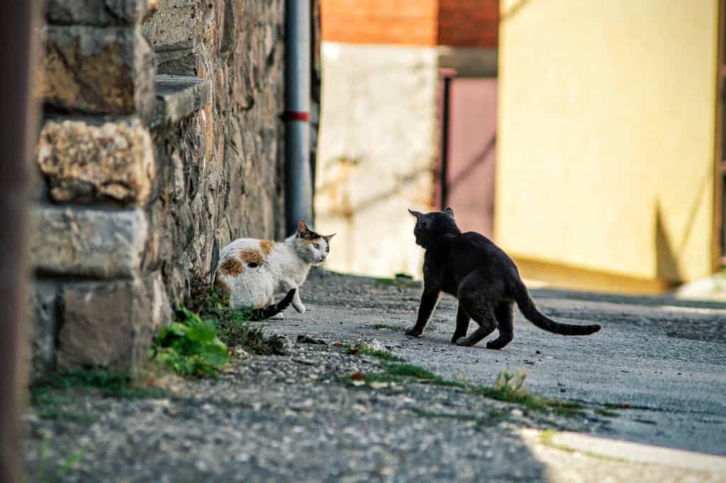 what-to-do-if-a-stray-cat-attacks-your-kitten