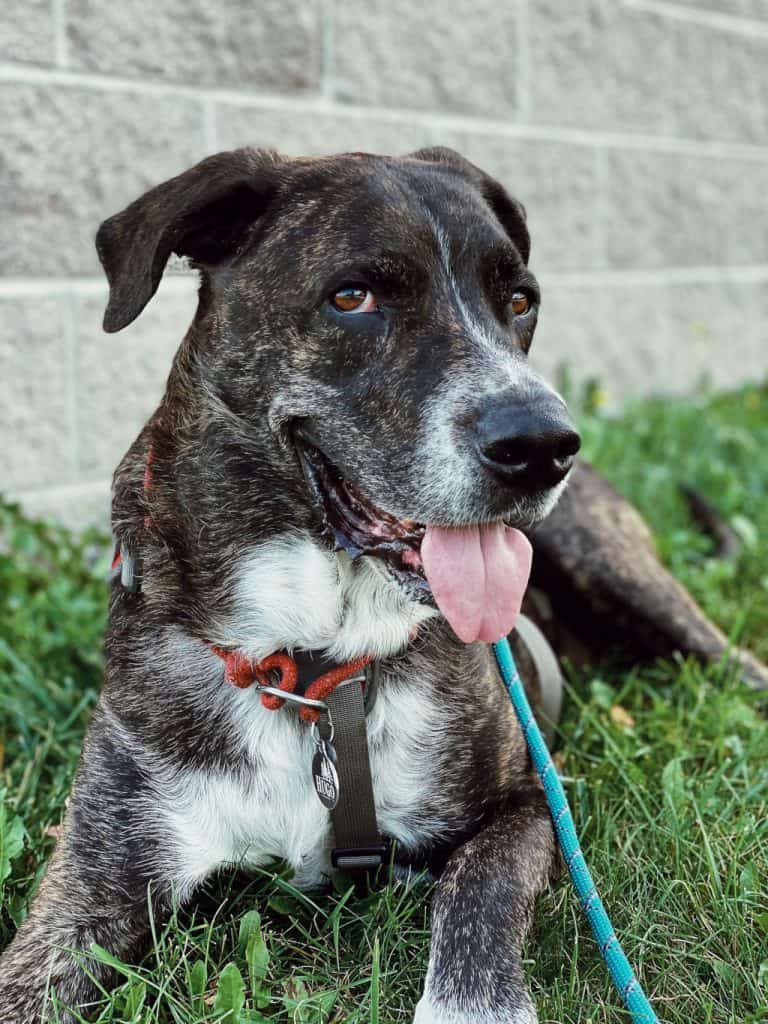 black and white dog sitting on grass during the day