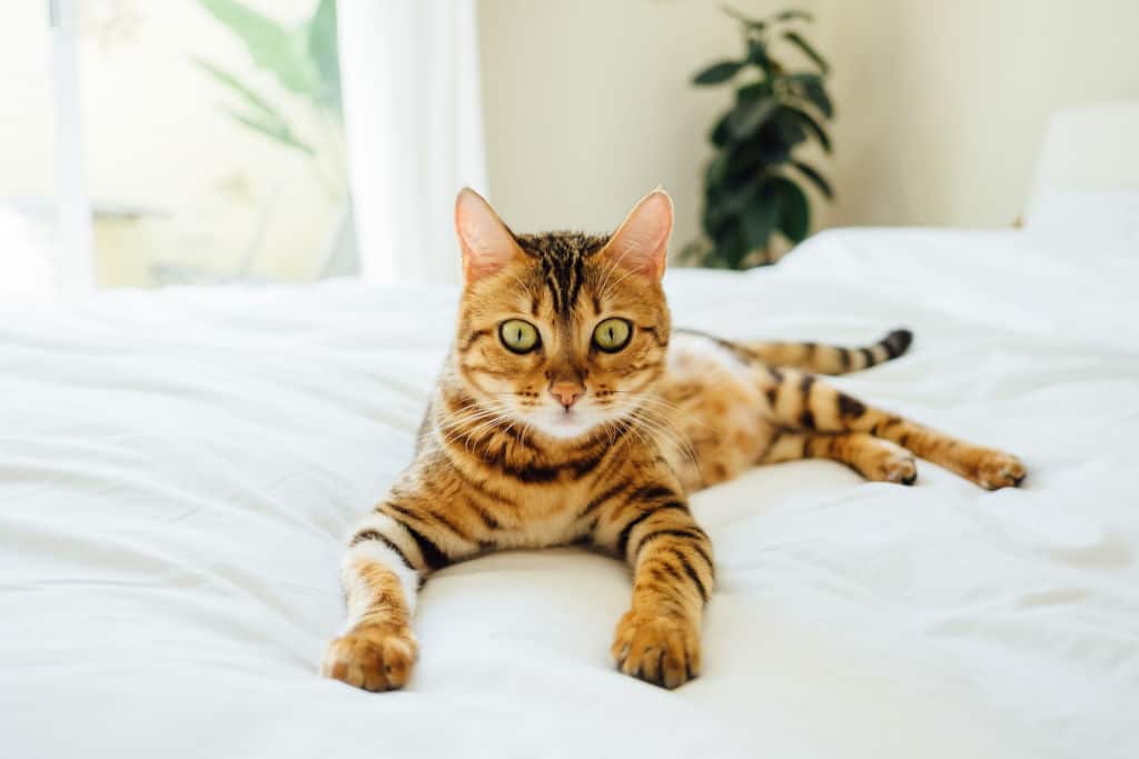 brown and black cat lying on white bed