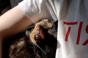 brown cat likes to smell armpit