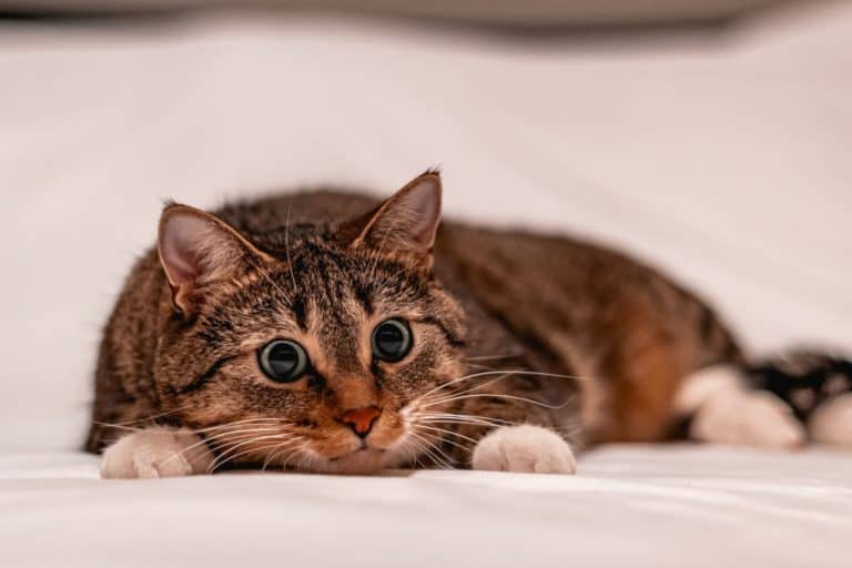 Why Do Cats Shake Their Heads When Playing or Pouncing?