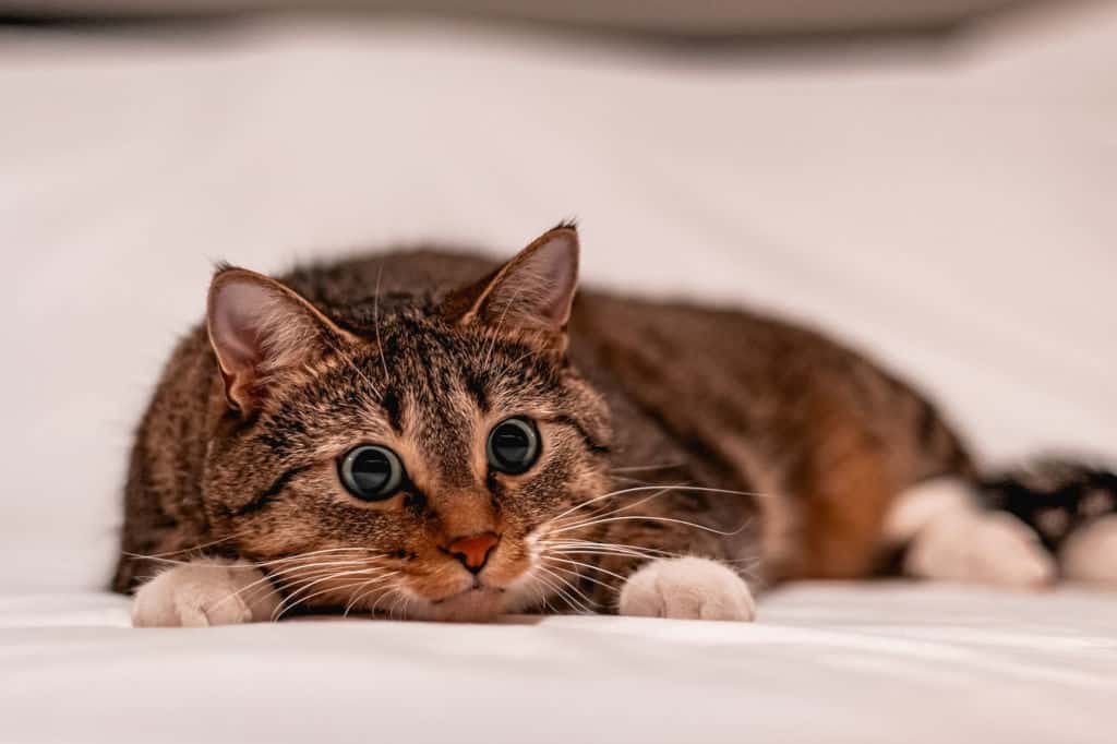 brown cat lying on bed playing