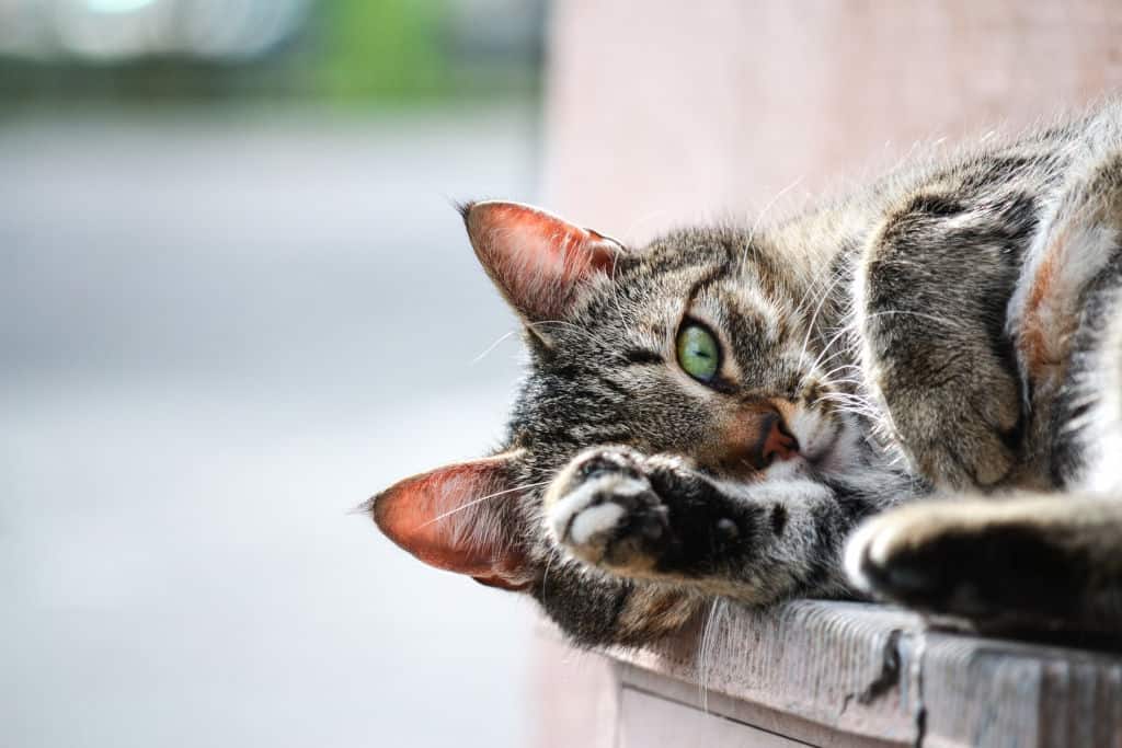 brown cat lying on wooden planks