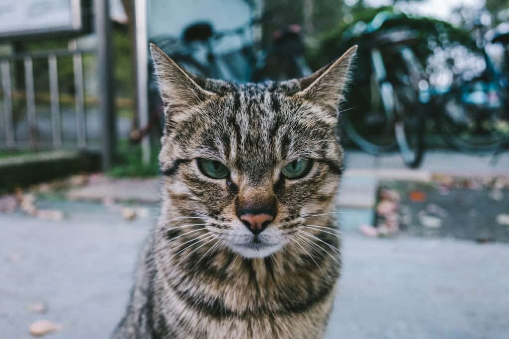 brown cat outside looking mean