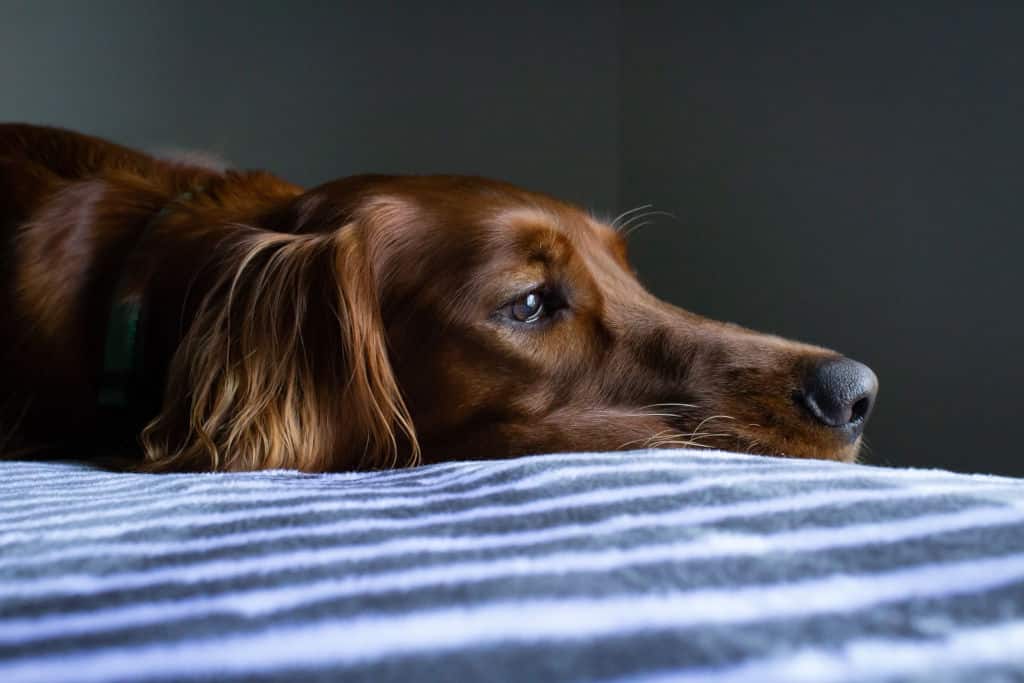 brown dog lying on bed depressed