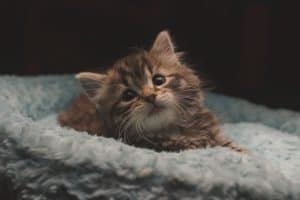 brown kitten on white comfy blanket