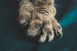 brown tabby cat paw on green surface