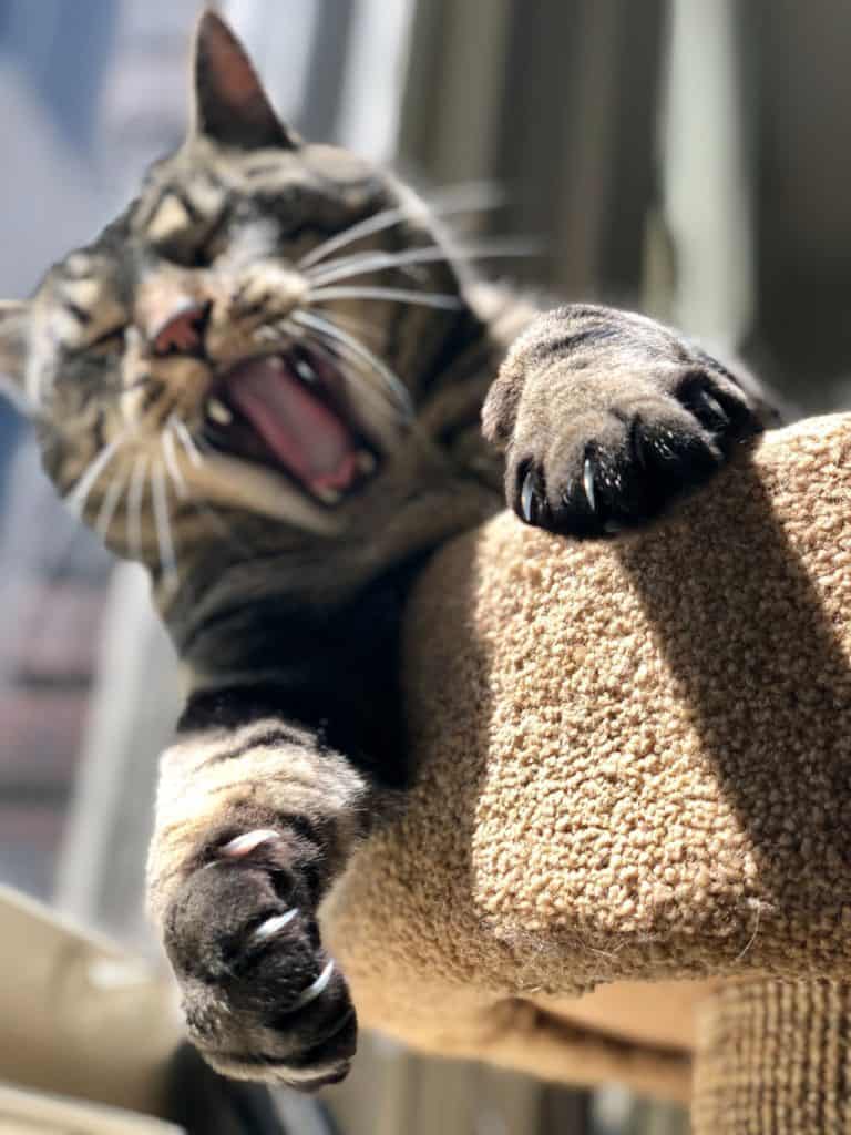 brown tabby cat with claws out yawning