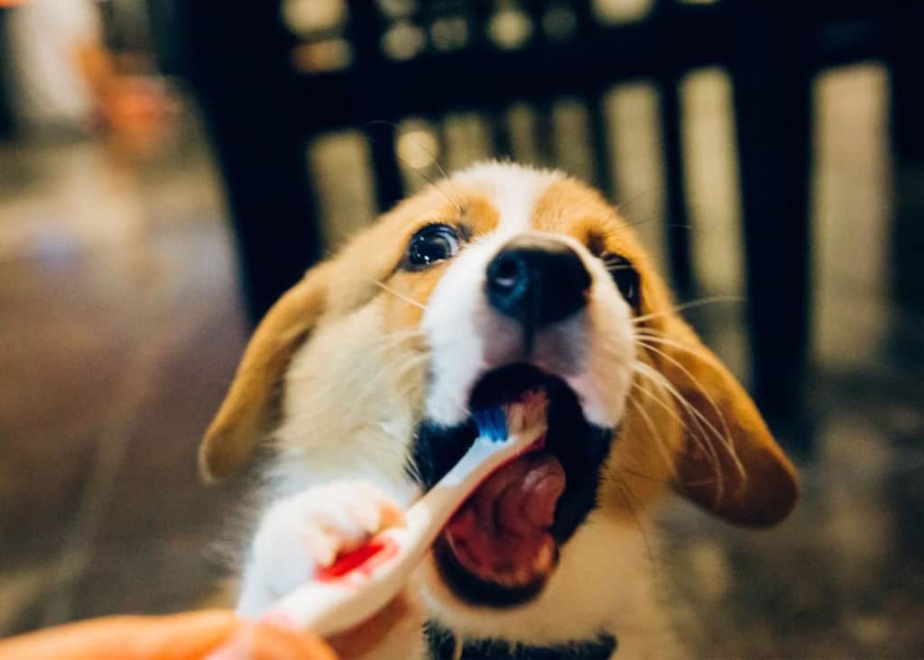 brushing teeth of orange white dog