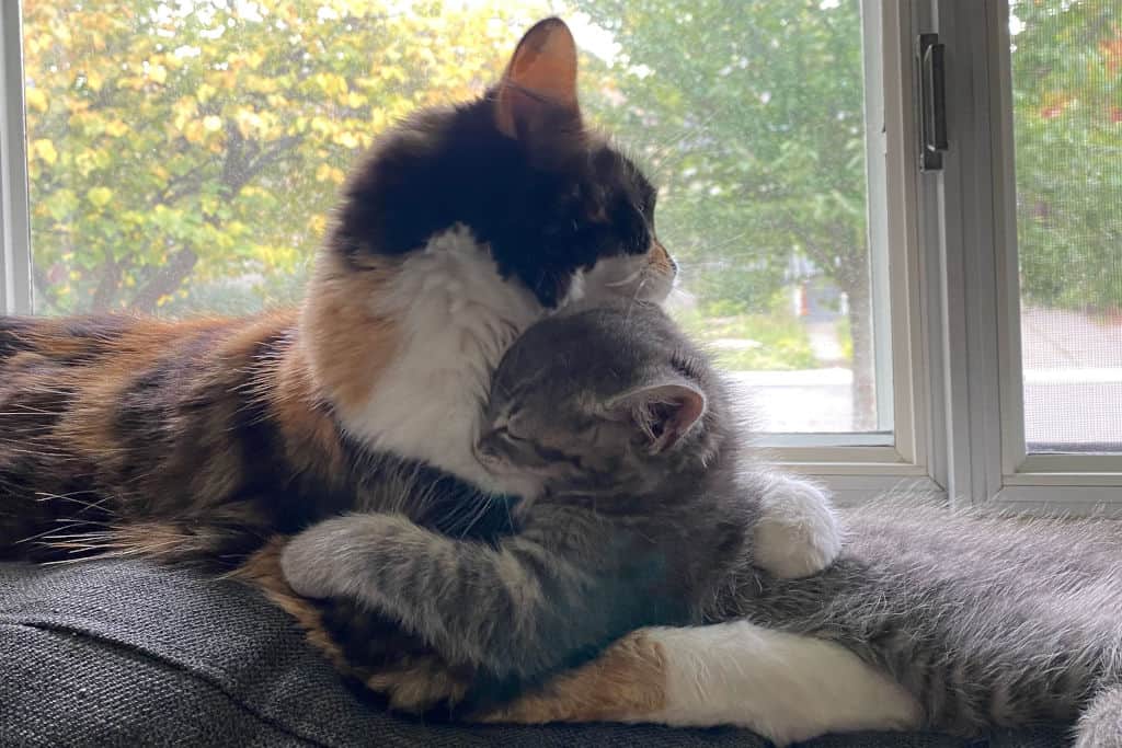 cat and kitten hugging