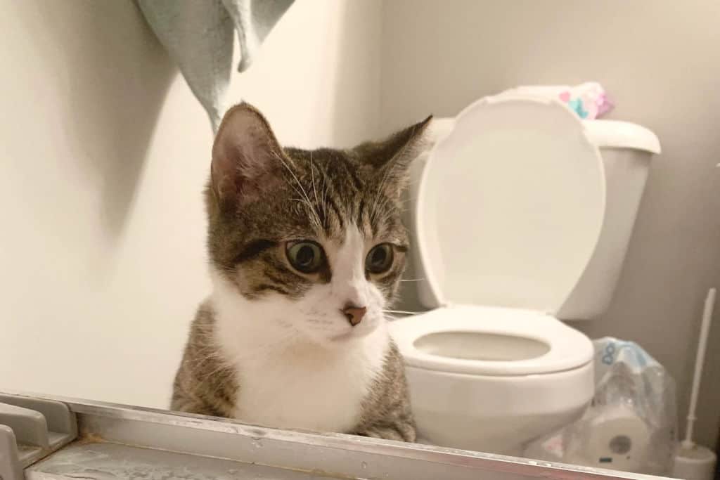 cat in bathroom