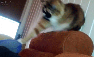 cat is shaking its head while playing