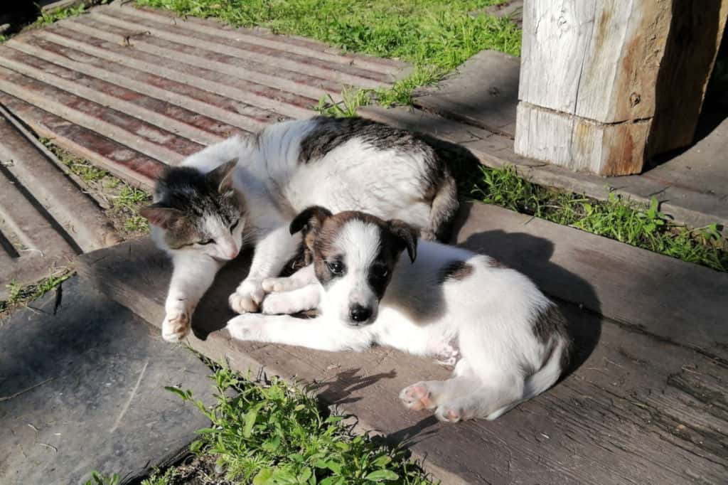 cat lying beside a puppy outside