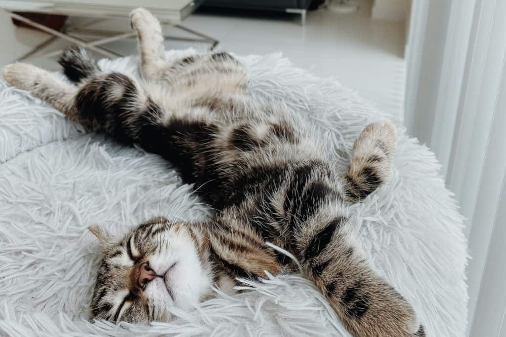 cat lying on white bed