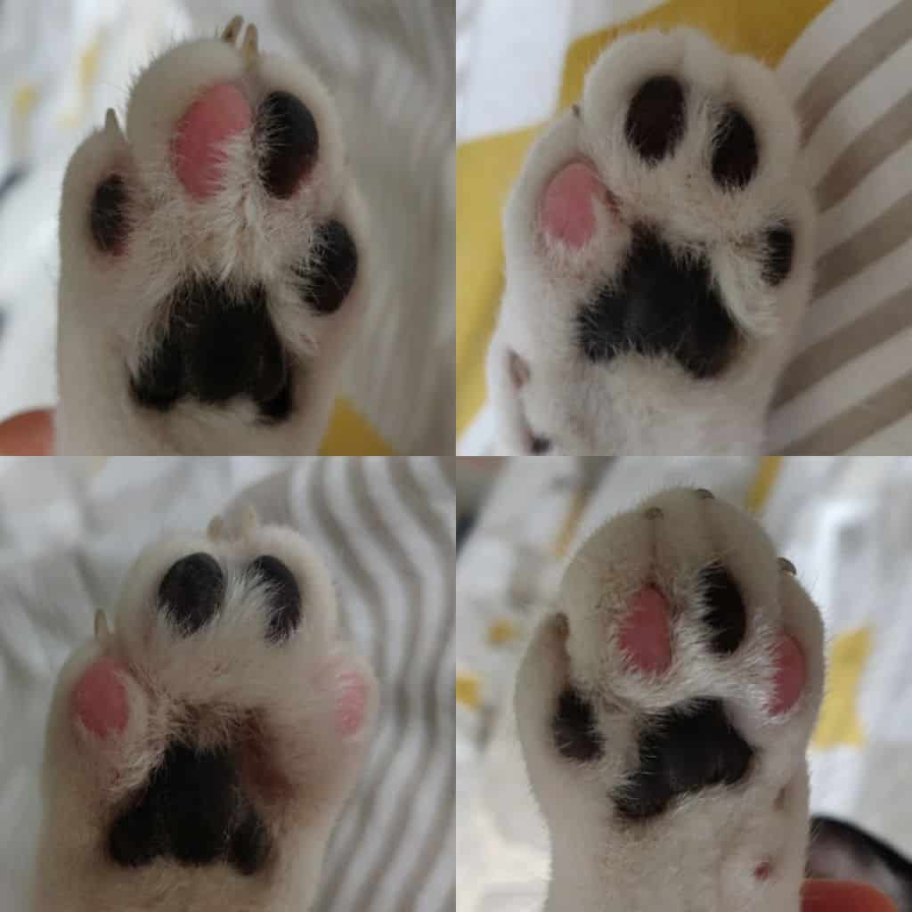 cats with black and pink foot pads
