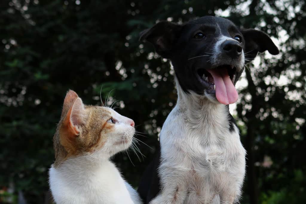dog and cat in the park focus