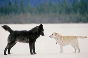 dog and wolf at a stand off