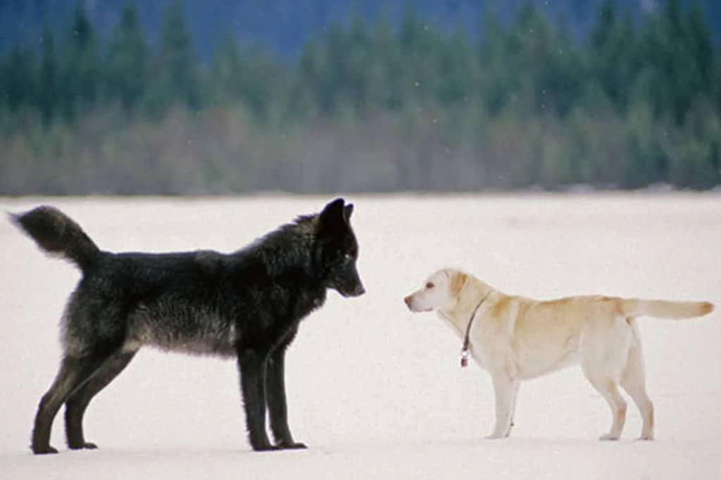 are wolves and dogs in the same family