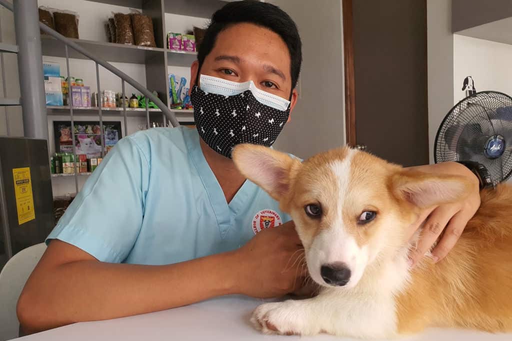 dog at the vet getting checked