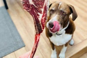 dog expecting meat tomahawk