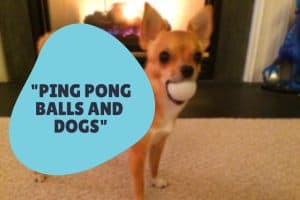 dog holding ping pong ball doesn’t choke