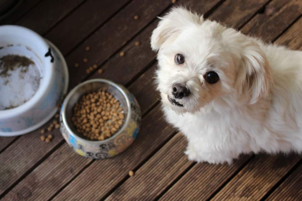 dog next to dry food looking up