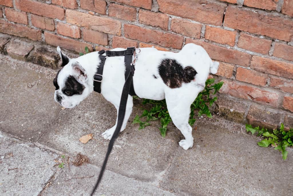 dog peeing outside on the wall