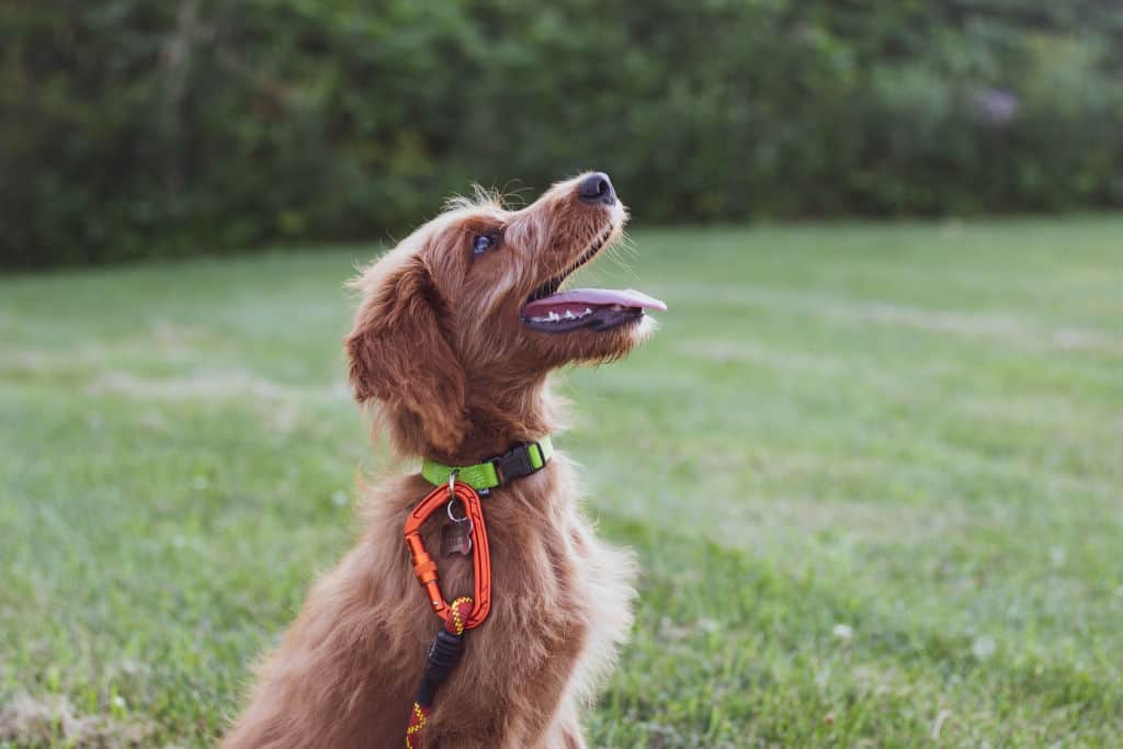 dog sits on the grass during daytime