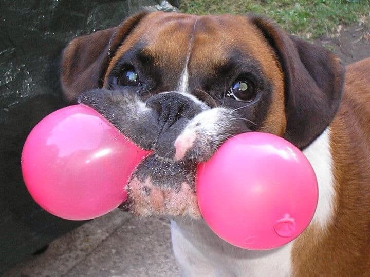 dog squeezing on helium balloon