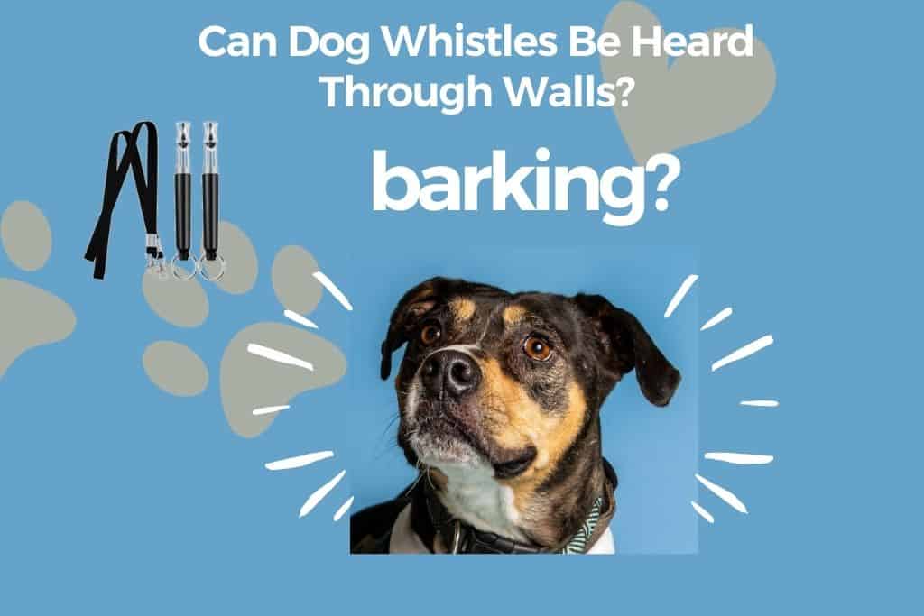 dog whistles through walls and barking dog_