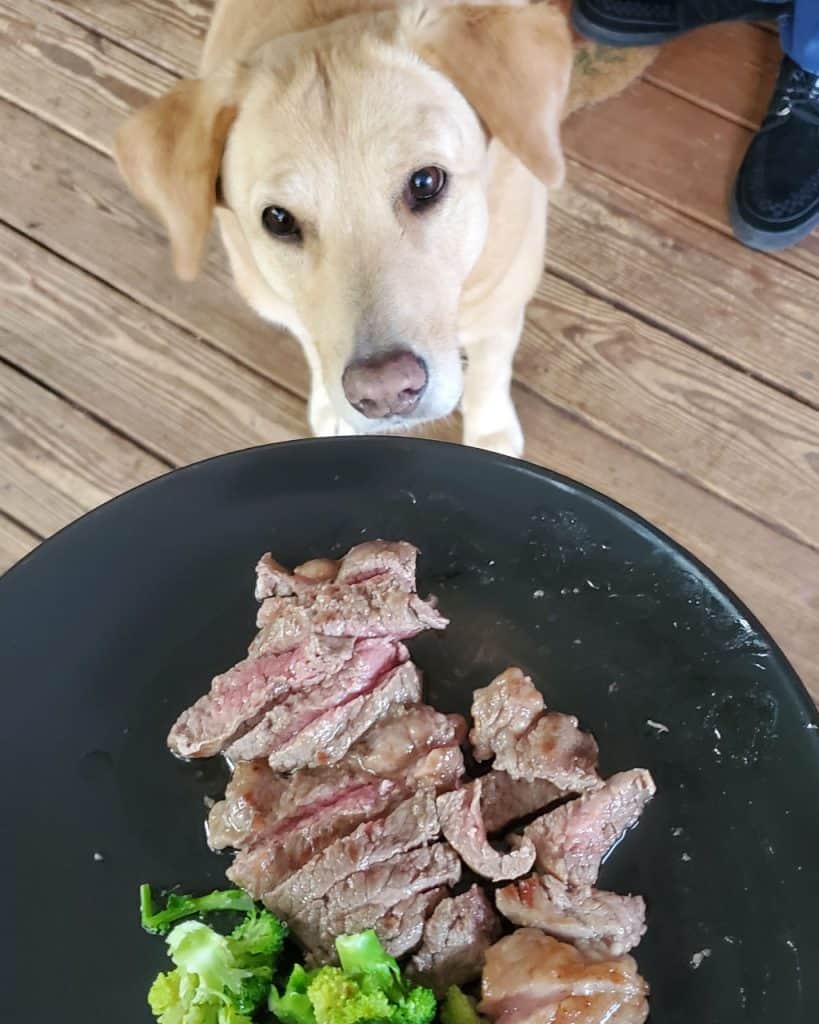 doog awaiting a plate of meat