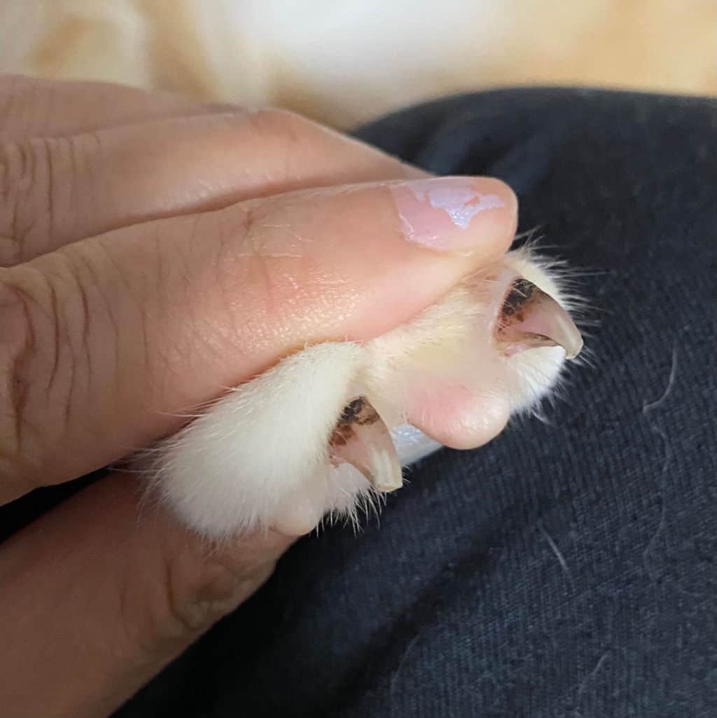 example of nail fungus growth on cat's nails