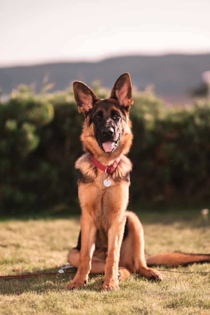 german shephard police dog sitting on grass