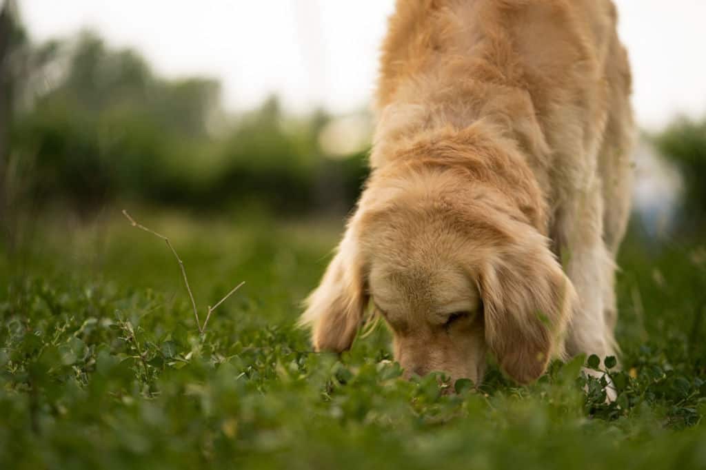 golde retriever sniffing grass