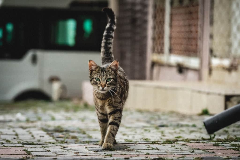 gray cat walking on raod